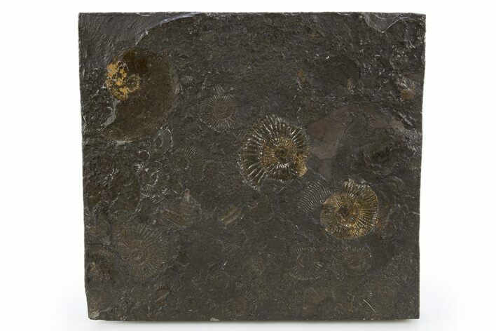 Fossil Ammonite Cluster - Posidonia Shale, Germany #305719